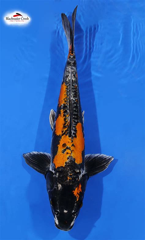 Blackwater Creek Koi Farms.